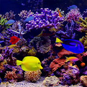 Aquarium mirabile in plena HD APK data + + MOD